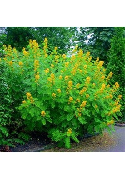 Nadir Senna Hebecarpa Çiçeği Tohumu 25 Tohum