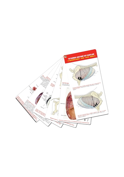 Veteriner Anatomi Cep Kartları At Anatomisi (Thorax - Karın - Pel