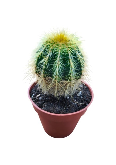 Natocactus Magnificus 8,5 Cm Lik Saksıda 17 Cm Uzunlukta