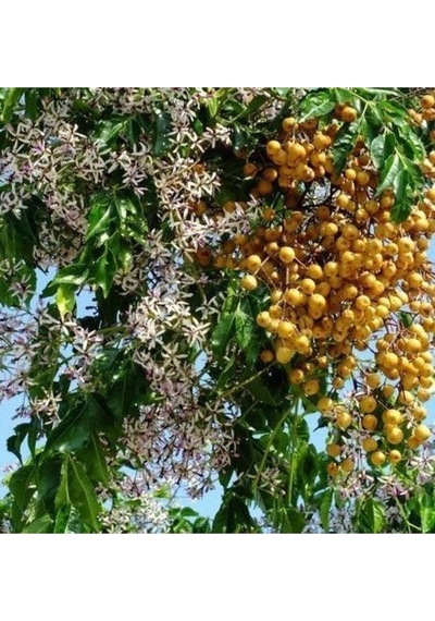 Tespih Ağacı Tohumu Mellia Azadarach Tohumu Yetiştirme Kiti