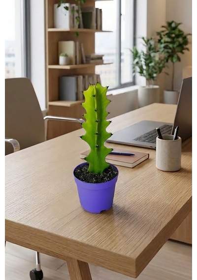 Euphorbia Kaktüs Süt Ağacı Kolay Bakım 1 Adet
