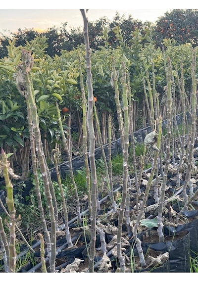Tüplü Kahramanmaraş İri Meyveli Abbas İnciri Fidanı 80-100 Cm