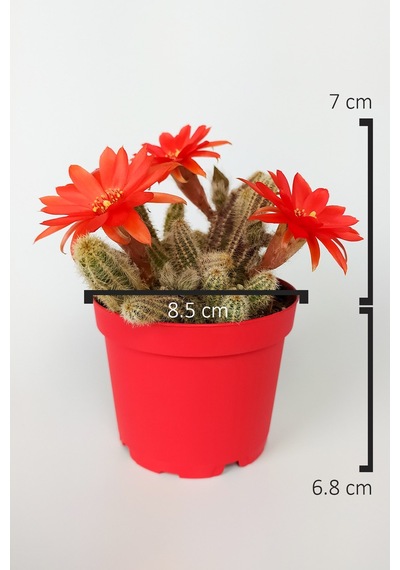 Echinopsis Chamaecereus Yılan Kaktüs Parmak Kaktüs Kırmızı Çiçek