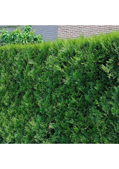 Yeşil Mazı Çit Bitkisi 3 Adet 80-100 Cm 4-5 Yaş Thuja Orientalis
