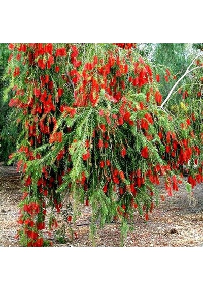2 Adet Callistemon   Leavis Fırça Çalısı Fidanı. 40-60 Cm.