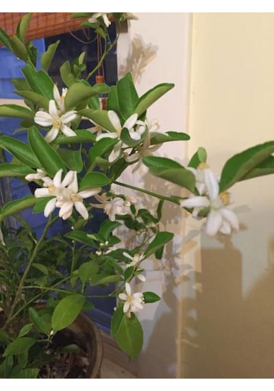 Videolu Mis Kokulu Arap Yasemini 40 50 Cm 9 Adet Saksılı /tüplü Rhyncospermum Jasminoides