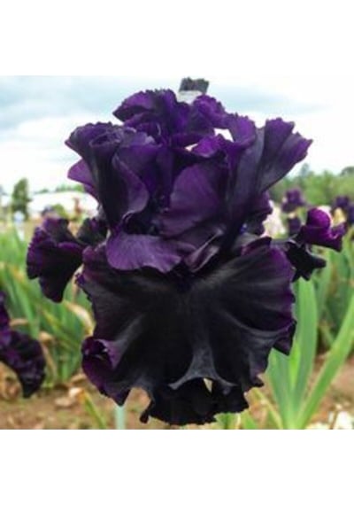 2 Adet Black Iris Süsen Germenica Çiçek Soğanı