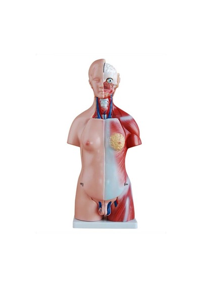 Kaslı Insan Anatomi Maketi. 45 Cm. 23 Parçalı