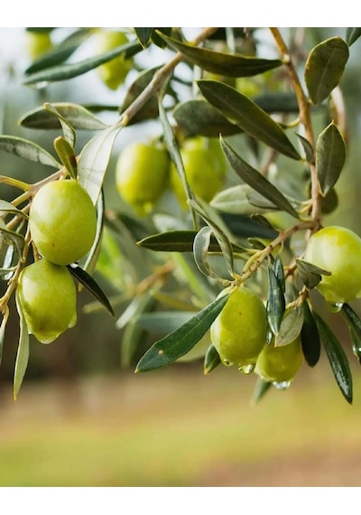 9 Adet Gemlik Trilye Zeytin Fidanı Tüplü 2 Yaş