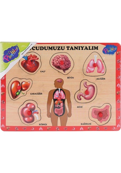 Ony-287 288 Ahşap Tutmalı Vücumuzu Tanıyalım -onyıl Oyuncak