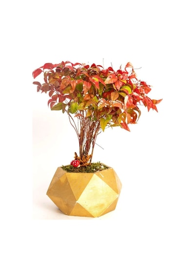 Nadir Ithal Bodur Cennet Bonzai Ağacı Tohumu 5 Tohum Bonsai Tohumu