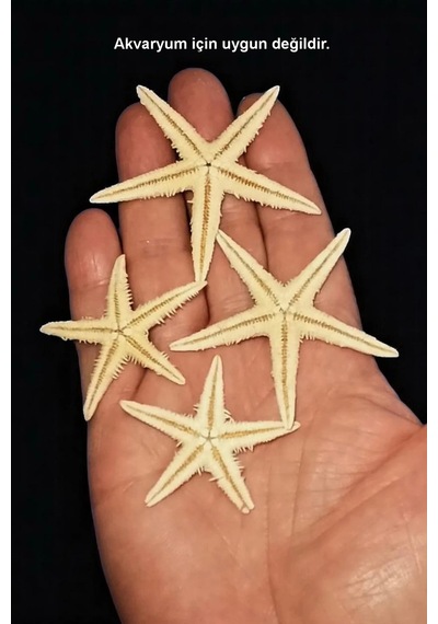 10 Adet Gerçek Deniz Yıldızı