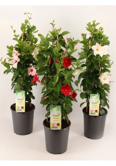 Karışık Renk Mandevilla 30 60 Cm Saksılı Tırmanıcı, Çiçekli Bahçe Bitkisi