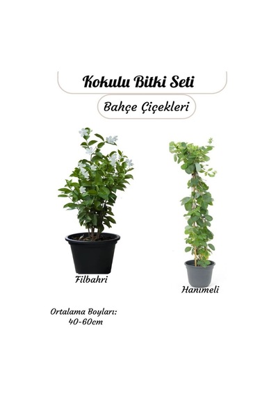 Kokulu Sarmaşık Seti Filbahri Ağaş Şakayığı + Hanımeli Saksılı