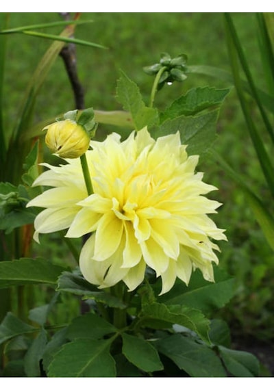 Sarı Yıldız Çiçeği Dalle Çiçeği 1 Adet Saksılı 20-60 Cm Bahçe Teras Bitksi Dahlia