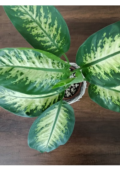 Serada Decor Plant Difenbahya Tropik Salon Bitkisi Tropic Snow 50 - 70 Cm