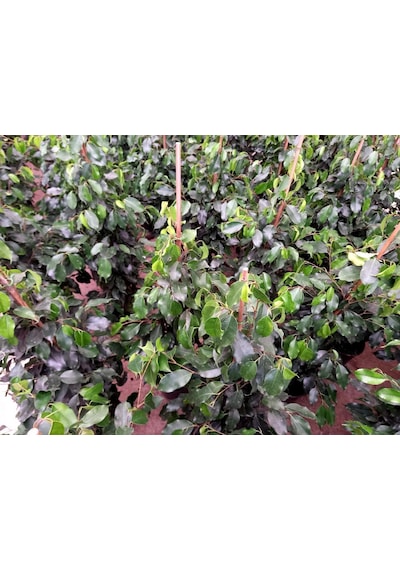 Ficus Benjamin 2 Adet -  Salon - Ofis Bitkisi 3816