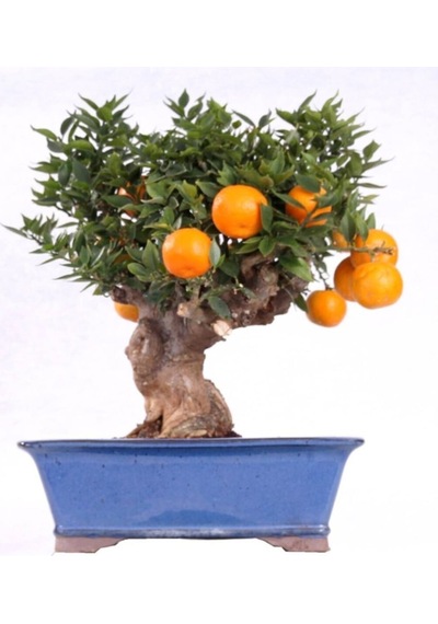 Bonsai Mandalina Ağacı Tohumu 2 Adet Tohum