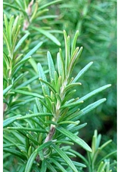 Biberiye Fidanı Saksılı 15-20 Cm