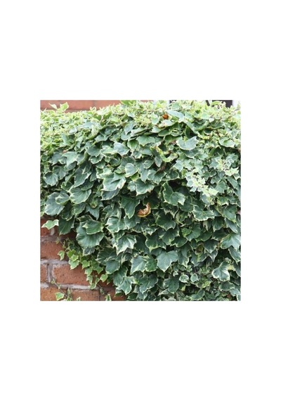 Hedera Orman Sarmaşığı Fidanı 10-20 Cm