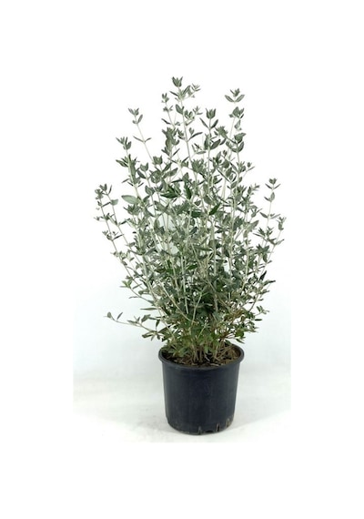 Videolu 1 Adet Zeytin Çalısı Fidanı 60-80cm Saksılı Olive Bush