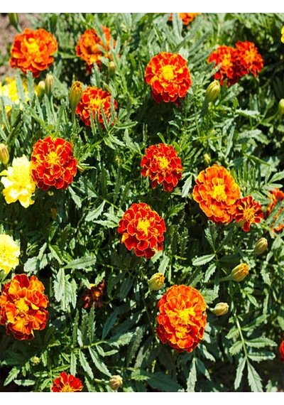 Videolu Turuncu Kabristan Için 9lu Kdife Çiçeği 15-25 Cm Tüplü Dış Mekan Orange Cemetery Plant