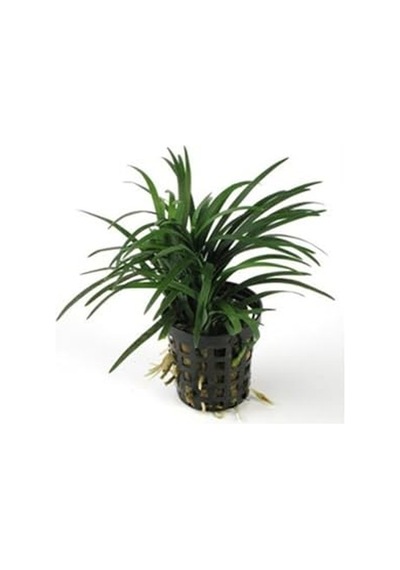 Japonica Saksı Canlı Bitki P122 Diğer