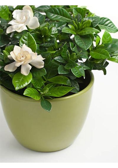 Videolu Öğretmenler Gününe Özel Gardenya 20 50 Cm 1 Adet Saksılı Ofis Iç Mekan Bitkisi Gardenia