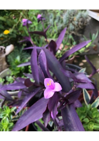 Videolu Mor Renkli 1 Adet Telgraf Çiçeği 15-25cm Saksılı Black Love Flower