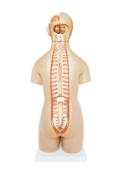 Insan Anatomi Maketi. 55 Cm. 20 Parçalı