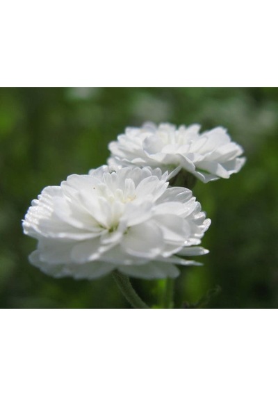 20 Adet Pearl Yarrow Tohumu