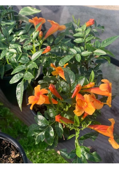 Campsis Radicans Sarmaşık Acem Borusu Çiçeği 50-70cm Saksılı Bahçe Balkon Çiçeği