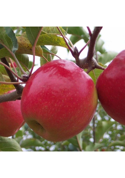 Tüplü Aşılı Hoş Kokulu Aromatik Verimli Pink Lady Elma Fidanı