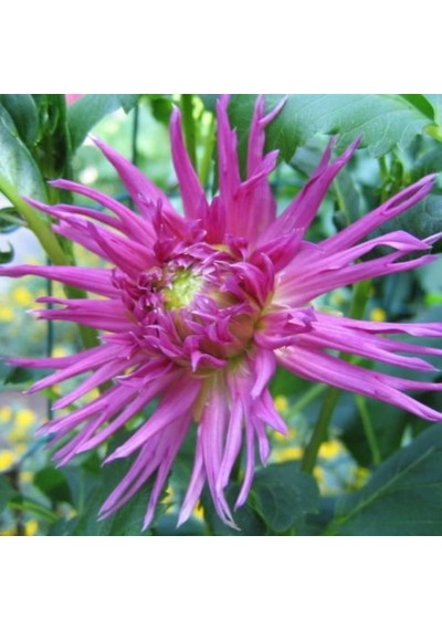 Galaxy Dahlia İri Yıldız Çiçeği Yumrusu 1 Adet