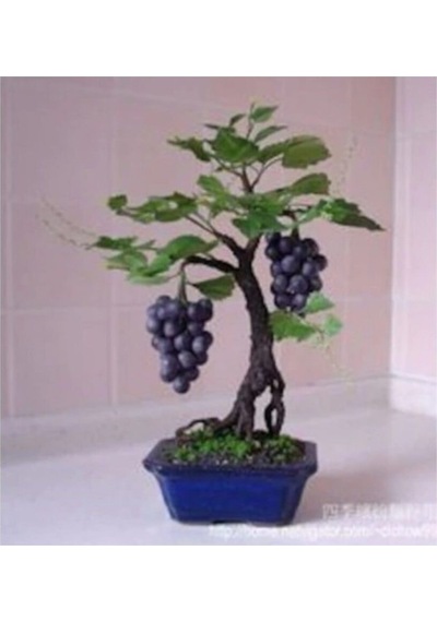 Nadir Ithal Bodur Siyah Üzüm Bonzai Ağacı Tohumu 5 Tohum Bonsai Tohumu