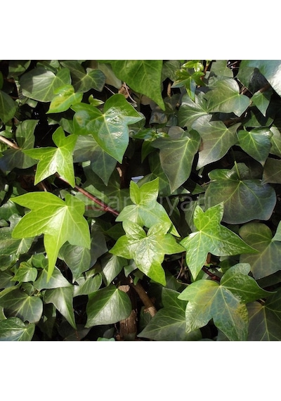 Hedera Helix Sarmaşık Duvar Sarmaşığı Orman Sarmaşığı Salon Sarmaşığı
