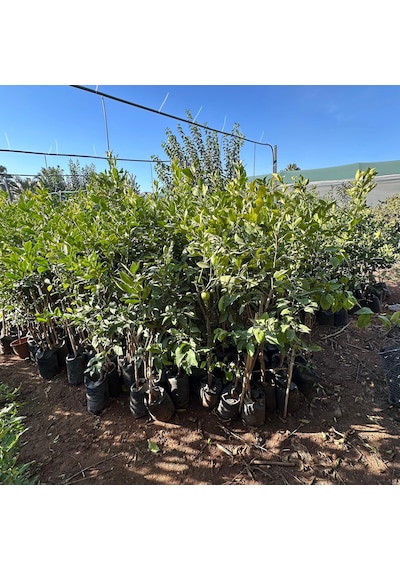 4 Yaş Aşılı Ve Tüplü Yediveren Limon Fidanı 140 Cm Üzeri