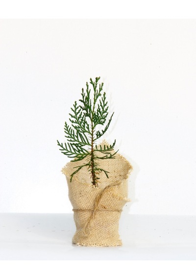 NİKAH ÇAMI 50 ADET - ÖZEL GÜN FİDANI (Mazı-Thuja Orientalis)