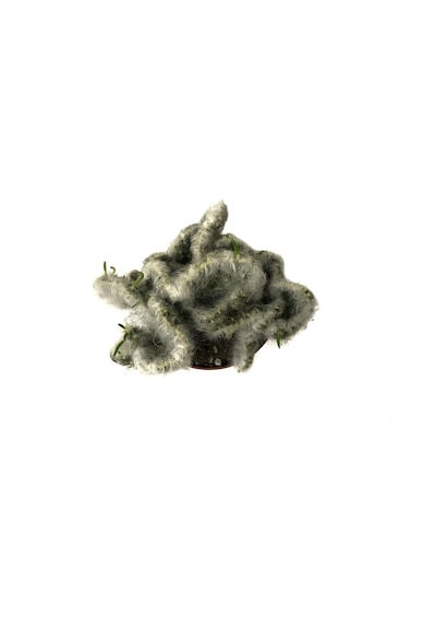 Opuntia Vestita 'cristata' Kaktüs Ø8,5 Cm Y10-15 Cm