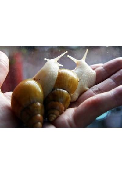Dev Afrika Salyangozu ( Fulica Albino ) 1 Adet nohut boyu