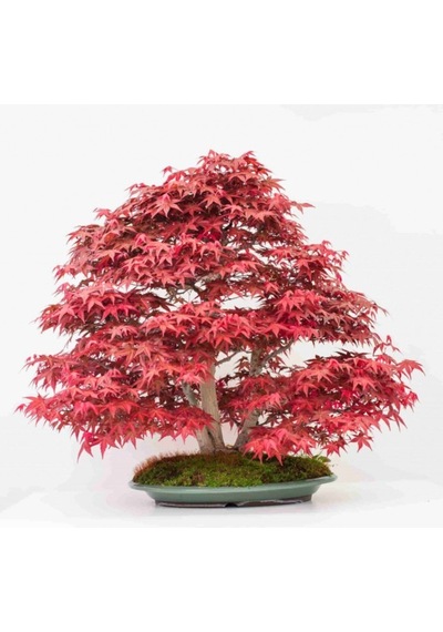 Nadir Ithal Bodur Acer Negundo Bonzai Ağacı Tohumu 5 Tohum Bonsai Tohumu