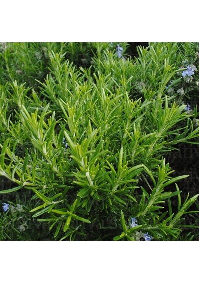 Aromatik Saksılık Abraxas Biberiye Fidesi 3  Fide