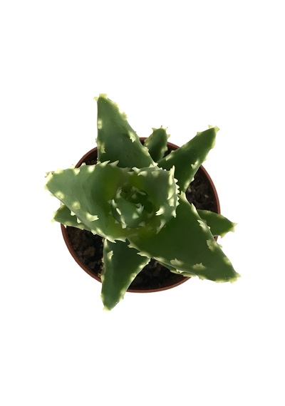 Aloe Mitriformis (Kaktüs) Ø5,5 CM Y10-15 CM