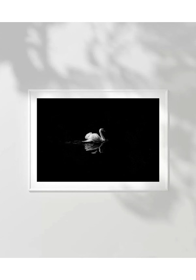 Çerçevesiz Poster Gecenin Yalnız Kuğusu