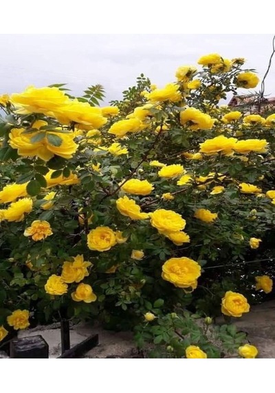 Londra Sarı 1 Adet Gül Fidanı Saksılı 50-70cm Yellow Rose