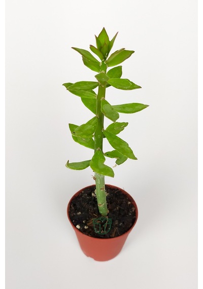 Pereskiopsis Spathulata Aşı Kök Bitkisi Sarı Çiçek Veren Kaktüs 5.5 CM
