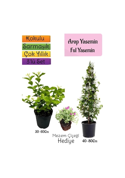 Kokulu Arap Yasemini+ful Yasemin+mezem 3'lü Bahçe Seti