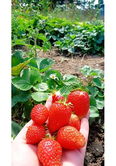 Sweet Charlie Çilek Fidesi 250 Adet Çilek Fidanı Yediveren Çilek
