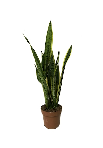 Sansevieria Trifasciata - Ev Ve Ofis Bitkisi N11.191
