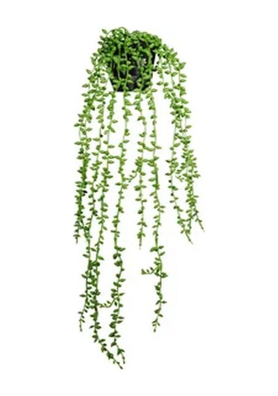 Askılı Tesbih Çiçeği Fidanı 15-25 Cm Saksılı Çiçekli Bodur Bitkiler Senecio Rowleysanus